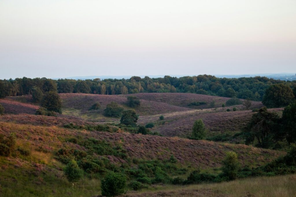 IT support Gelderland: open landscape on the Veluwe in Gelderland