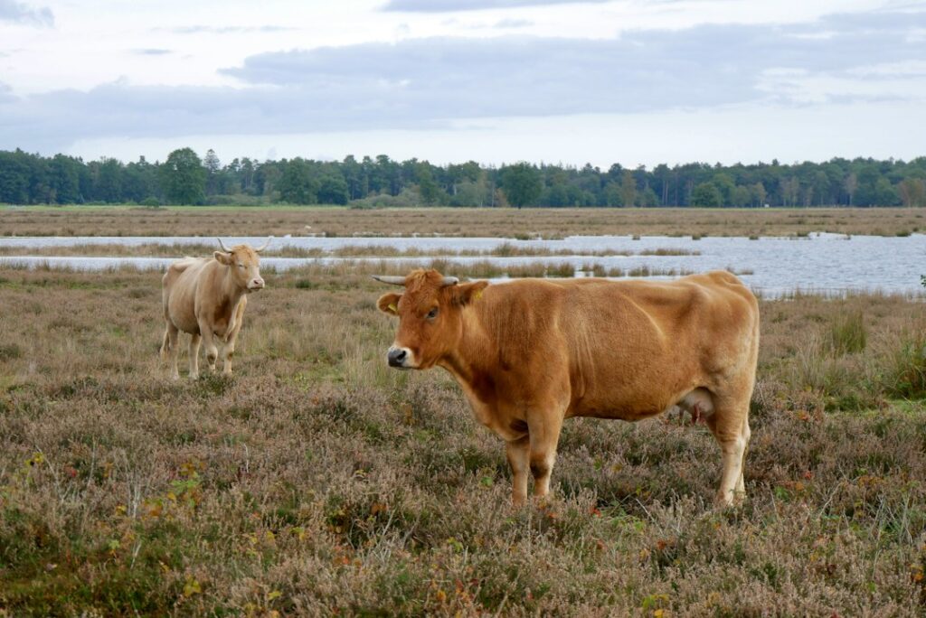IT support Drenthe: the Dwingelderveld heath in Drenthe