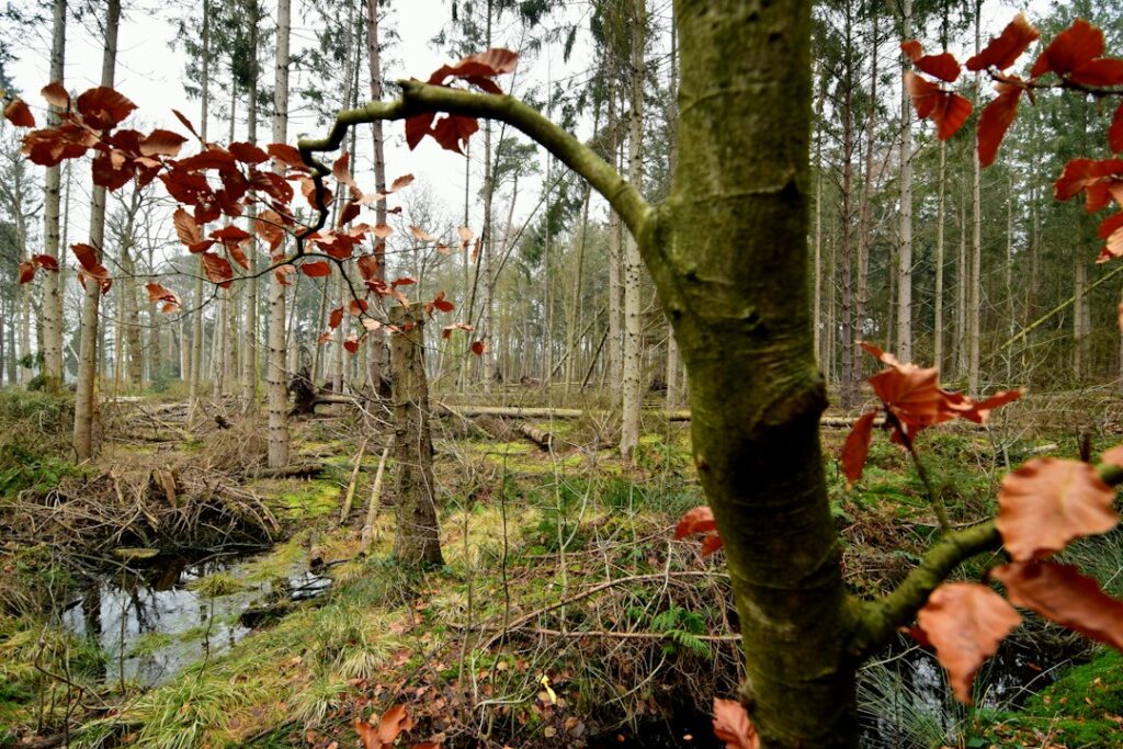 IT support Assen: woodland stream in Drenthe near Assen