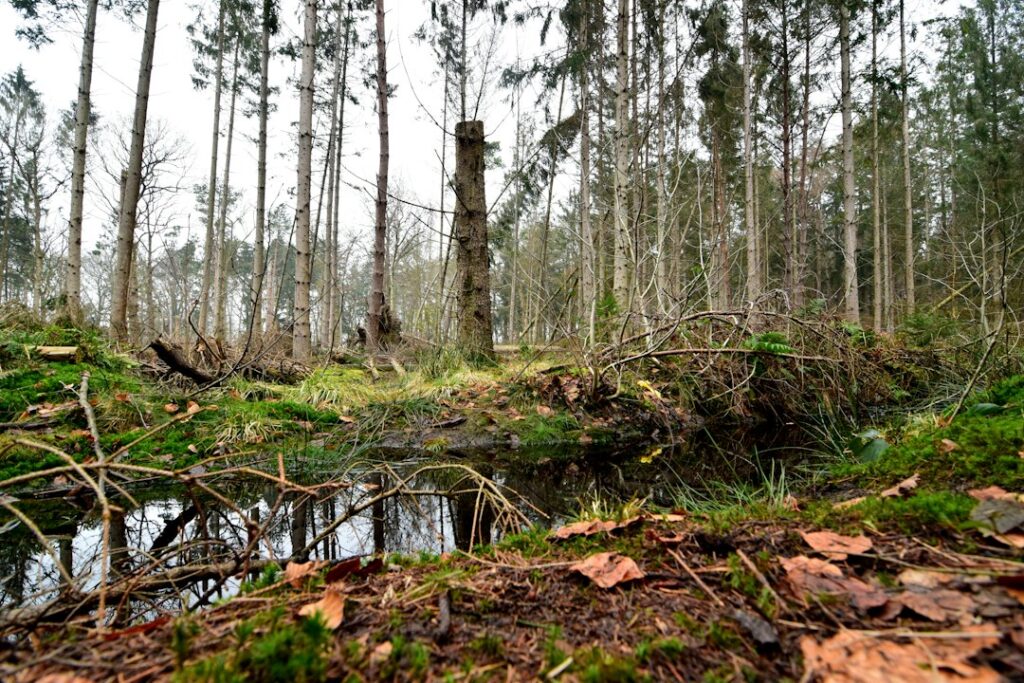 IT support Emmen: Drenthe woodland in south-east Drenthe
