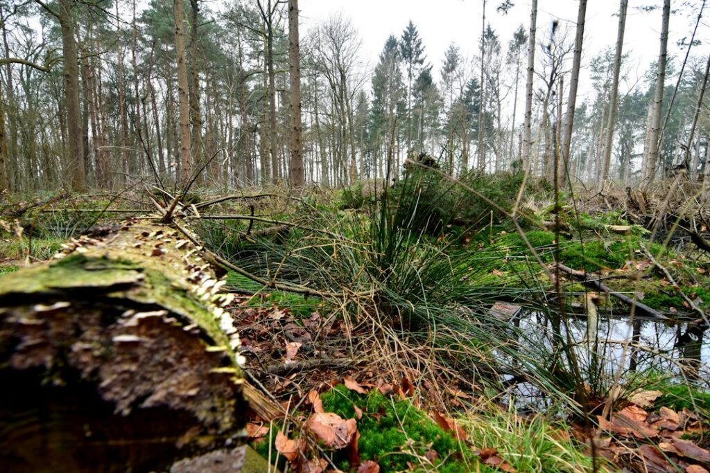 IT support Coevorden: woodland in the Drenthe border region near Coevorden